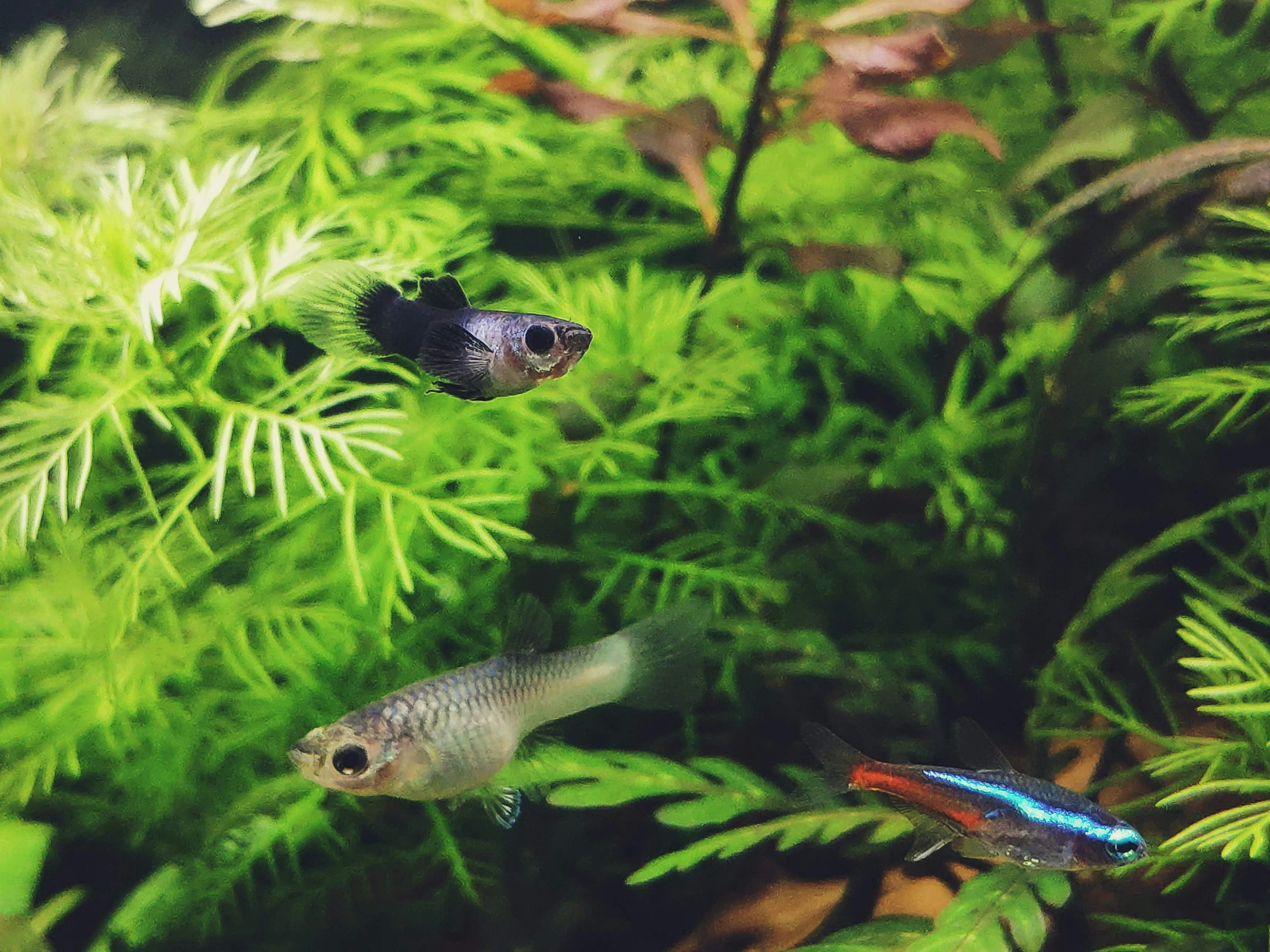The Art of Aquascaping: Creating Underwater Landscapes