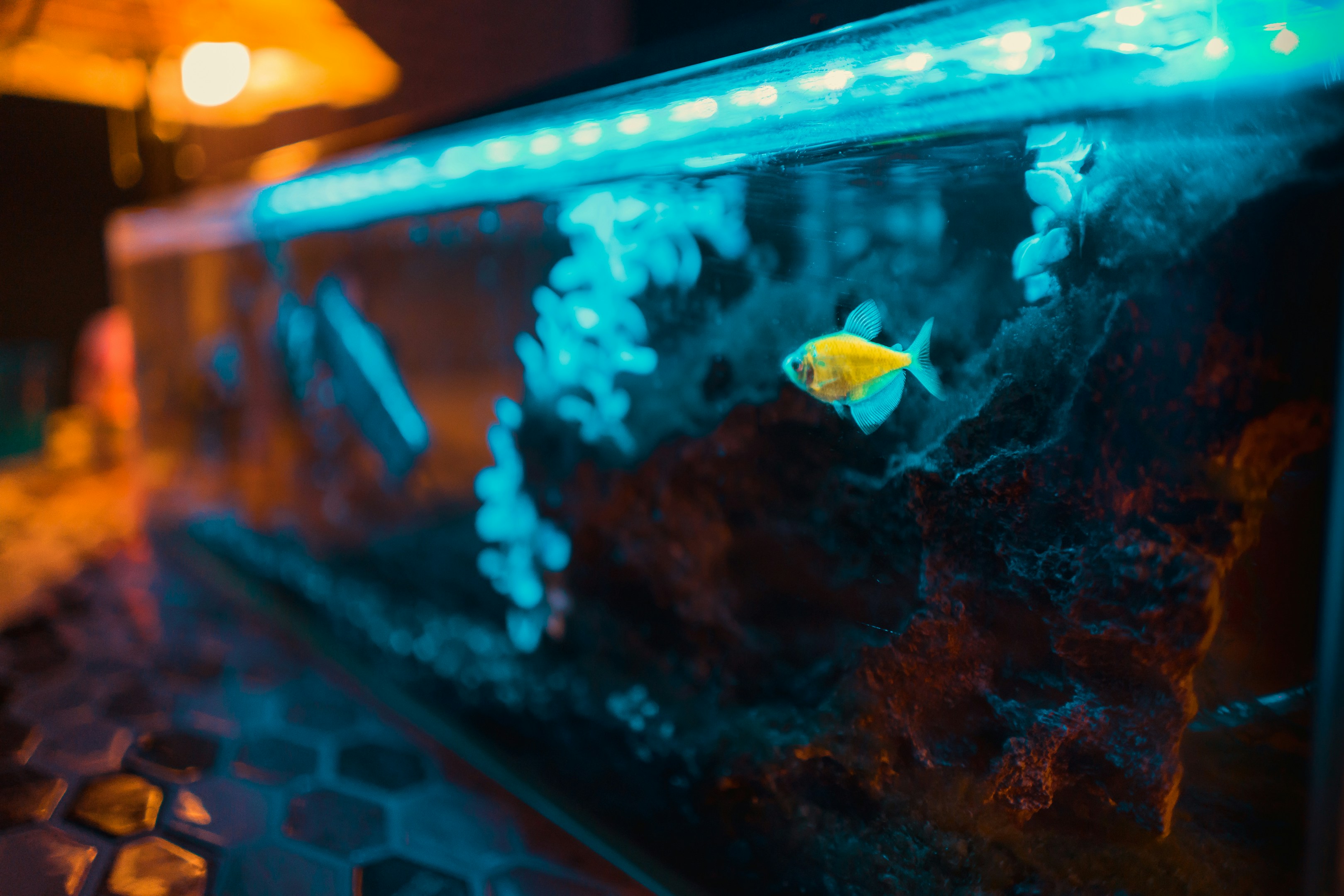 Essential Water Parameters for a Healthy Aquarium