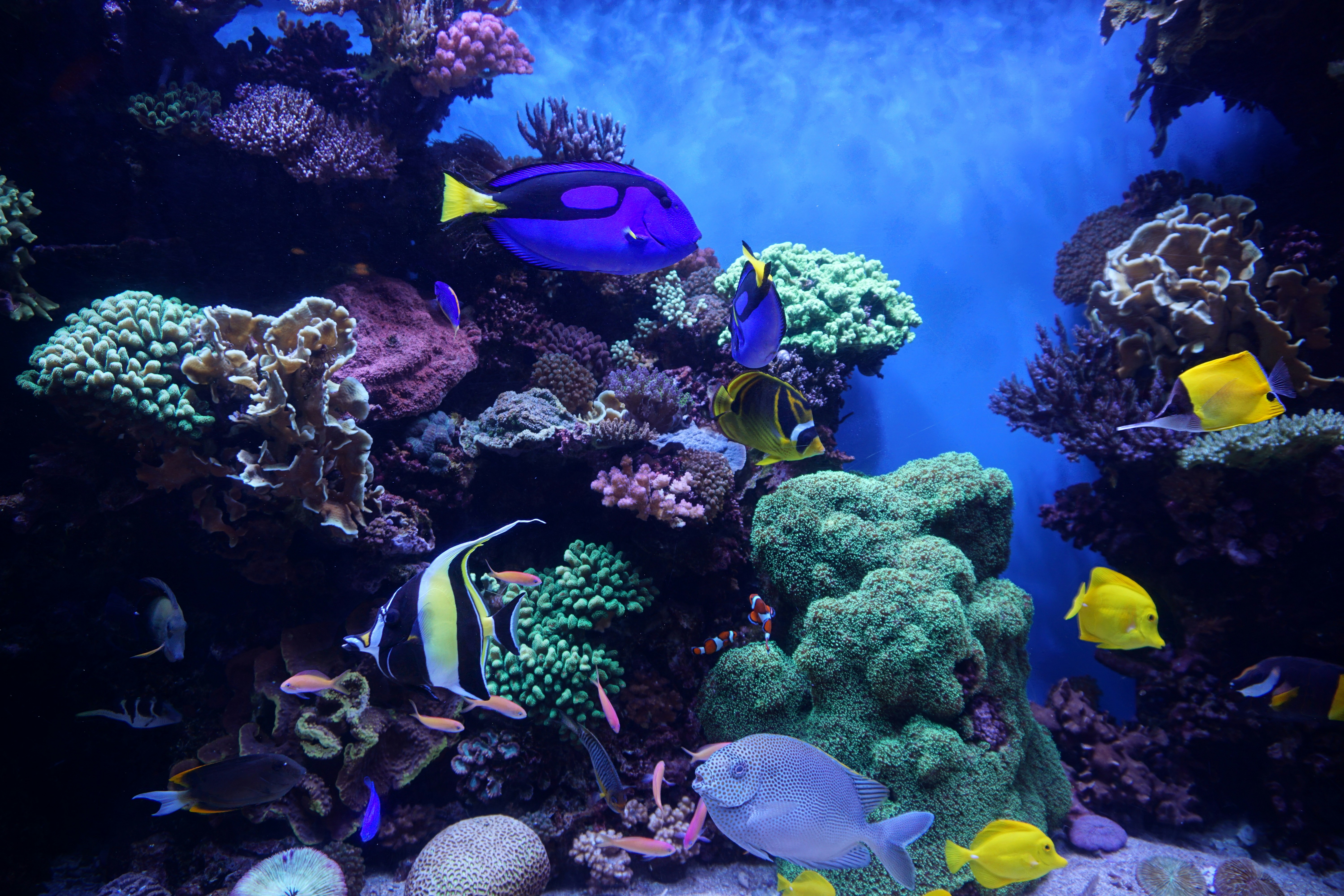 Saltwater Aquariums for Beginners: Is It Right for You?