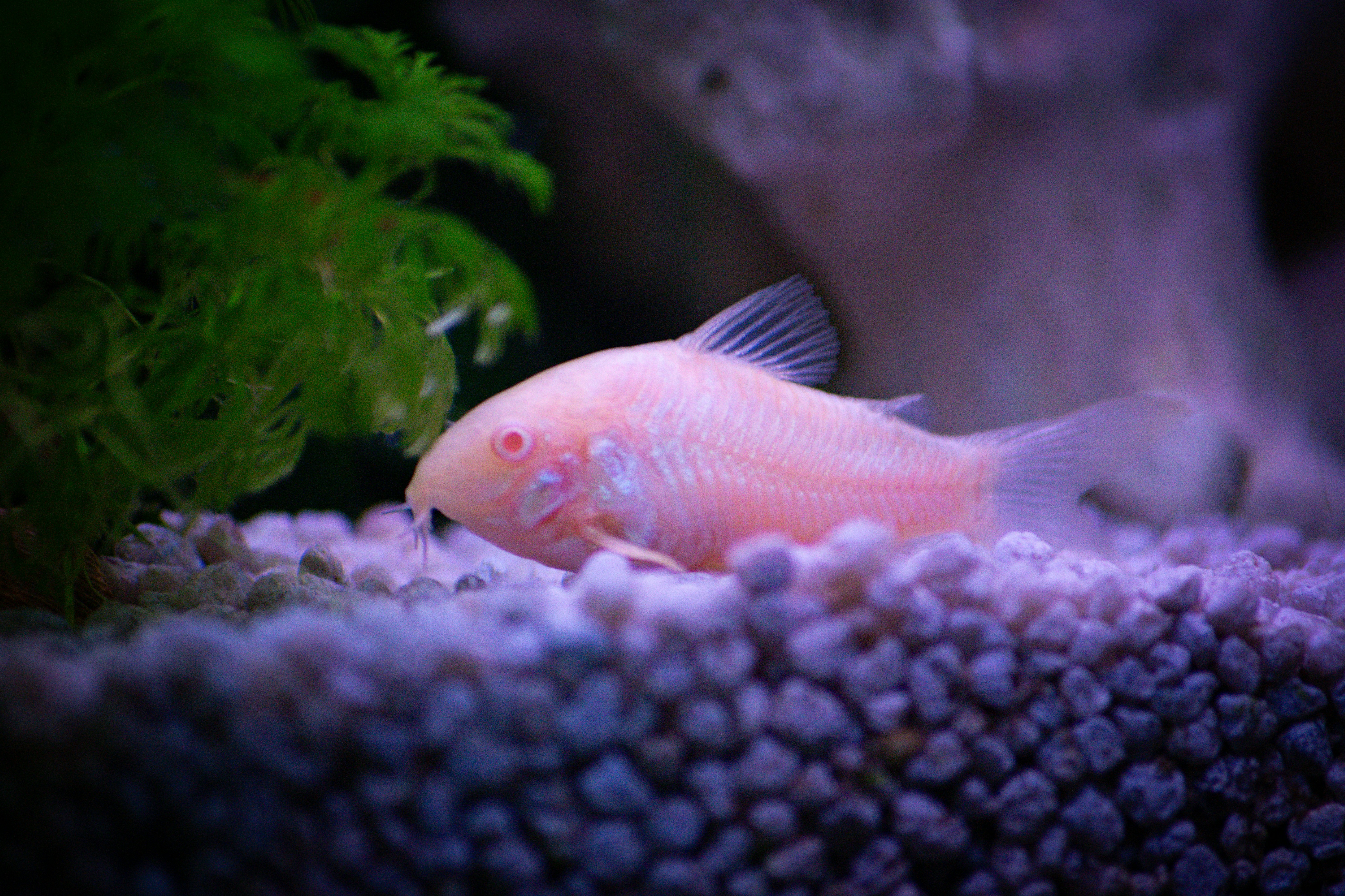 How to Find the Best Tropical Fish Stores Near You: A Shopper's Guide