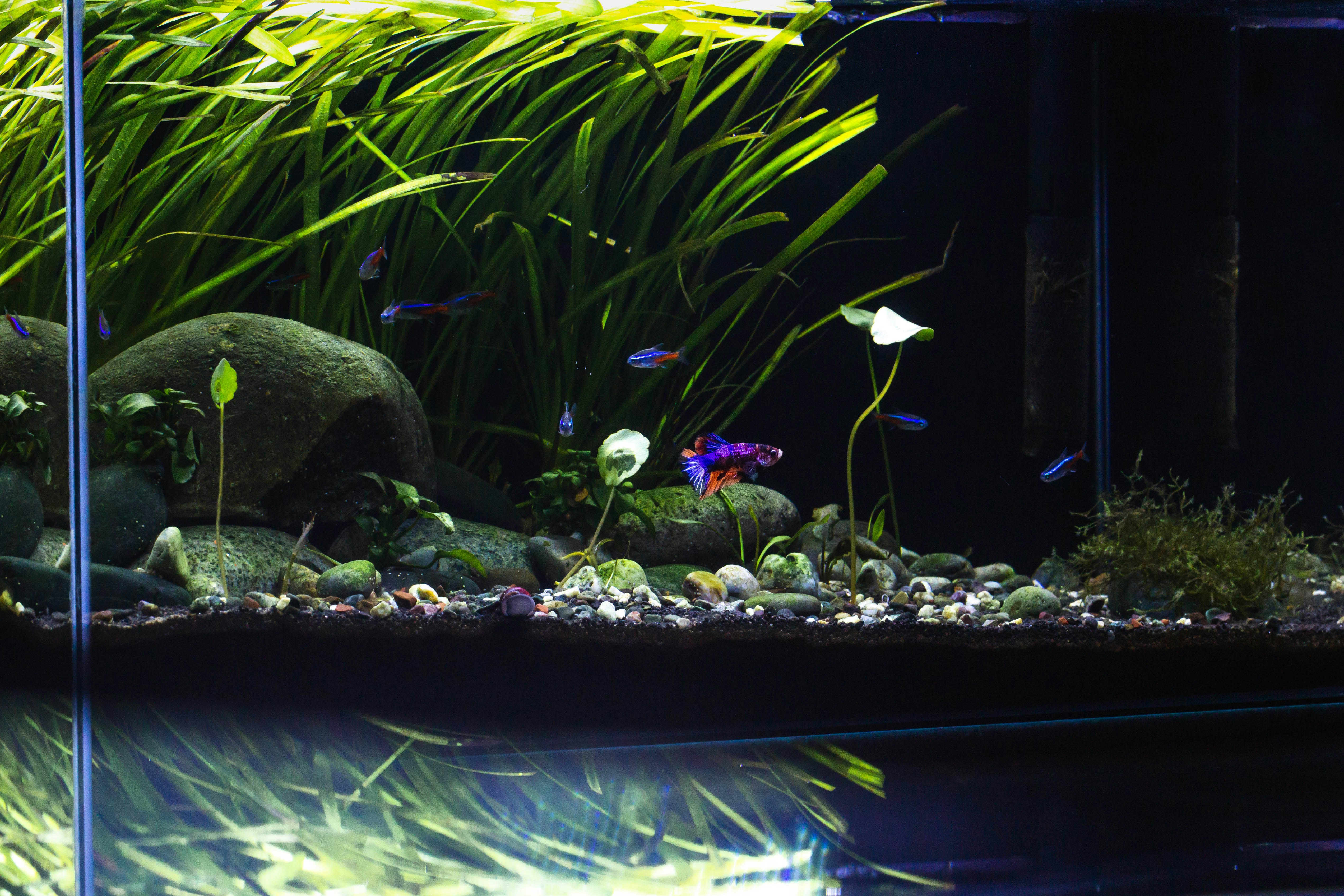 Beautiful aquarium with tropical fish